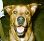 Rollover Images of Cody